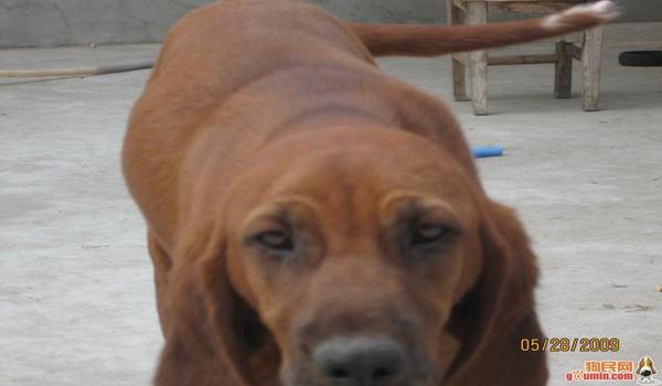 三角洲寻血猎犬处理得怎么样了(官方对寻血猎犬处理得怎么样了?) 三角洲寻血猎犬处理得怎么样了(官方对寻血猎犬处理得怎么样了?)