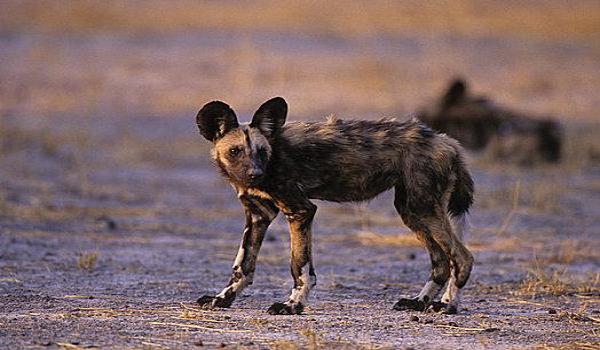 三角洲手游有猎犬吗（三角洲手游的猎犬长什么样？）
